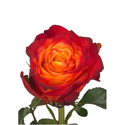Удивительная роза атомик – лучшая выбор для фотолюбителей