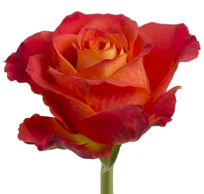 Эстетическое изображение розы атомик в формате jpg