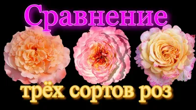 Роза августа луиза в разных размерах: jpg, png или webp формат