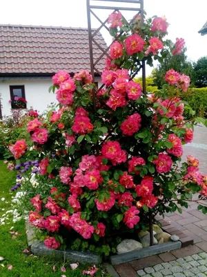 Роза баяццо в формате jpg для скачивания