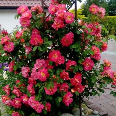 Фотка розы баяццо в формате webp