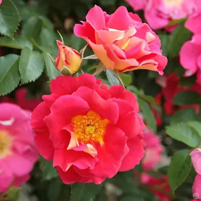 Прекрасное изображение розы баяццо в формате png