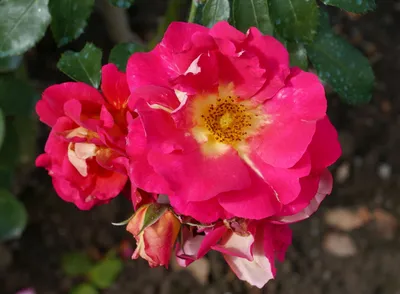 Уникальная картинка розы баяццо в jpg