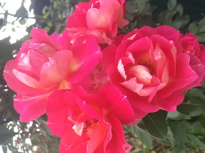 Впечатляющая роза баяццо в формате webp