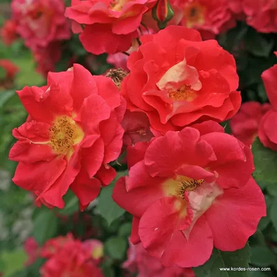 Завораживающее фото розы баяццо в формате png