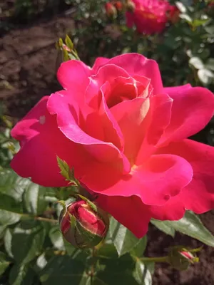 Нежное изображение розы баяццо для скачивания в jpg