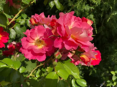 Фотография розы баяццо в формате webp