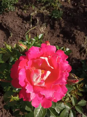 Грандиозная роза баяццо в формате png