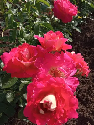 Удивительная роза баяццо в формате webp