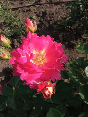 Фотография розы баяццо для скачивания в jpg