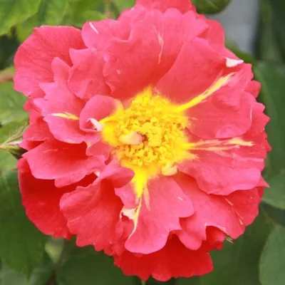 Восхитительное изображение розы баяццо в формате png