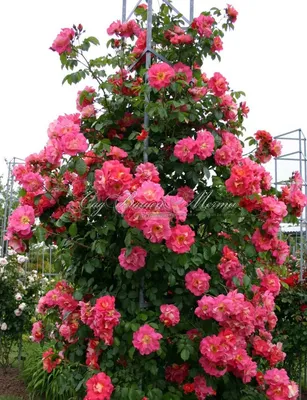Красивое изображение розы баяццо в формате png