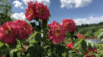 Очаровательная фотография розы баяццо в формате webp