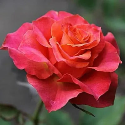Фотка розы баяццо в формате png