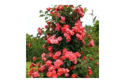 Прекрасное изображение розы баяццо для скачивания в jpg
