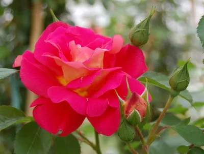 Уникальная роза баяццо в формате webp