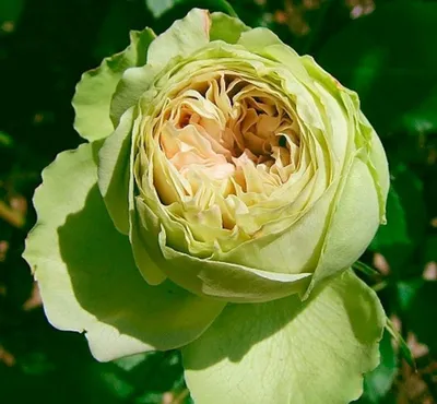 Впечатляющая картинка розы баяццо в jpg