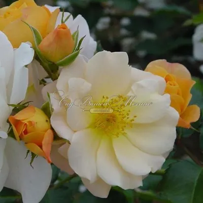 Нежное изображение розы баяццо в формате webp