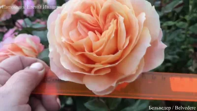 Уникальное фото розы баяццо в формате jpg