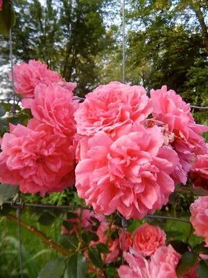 Фотография розы баяццо для скачивания в webp