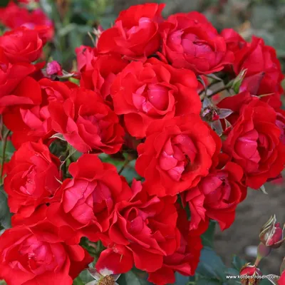 Восхитительное изображение розы баяццо в jpg
