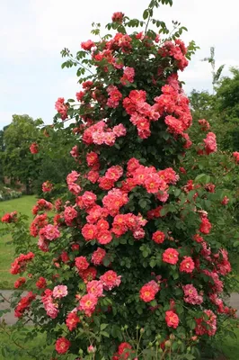 Восхитительная роза баяццо в формате webp