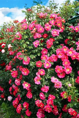 Уникальное фото розы баяццо в формате png