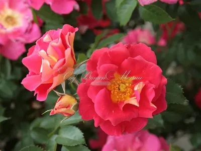 Картинка розы баяццо для скачивания в jpg