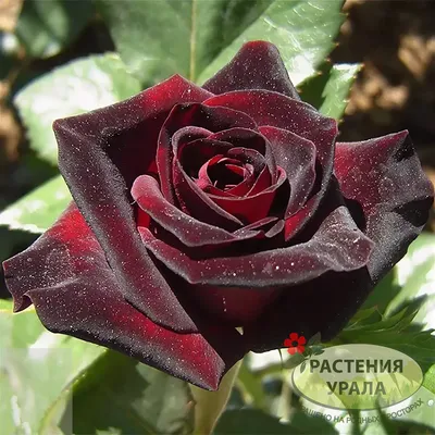 Великолепная роза Баккара в стиле классики