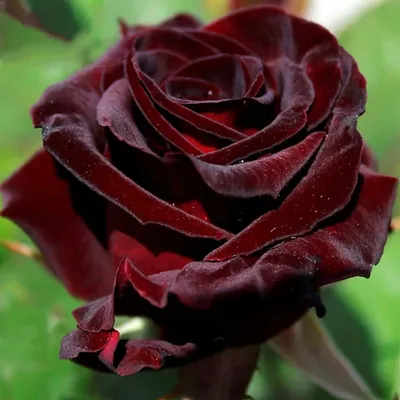 Изображение розы Баккара для скачивания в png