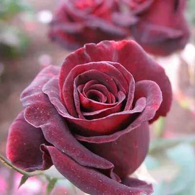 Фото розы Баккара в разных размерах и форматах