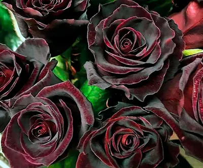 Фото розы Баккара в большом разрешении и великолепном качестве