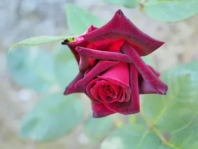 Картинка розы Баккара, чтобы оживить ваш дизайн