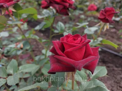 Уникальное фото розы Баккара в необычном ракурсе