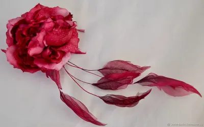 Фото розы Баккара в разных вариантах и форматах