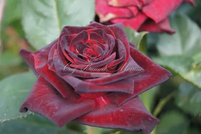 Изображение розы Баккара: ощутите ее прекрасный аромат