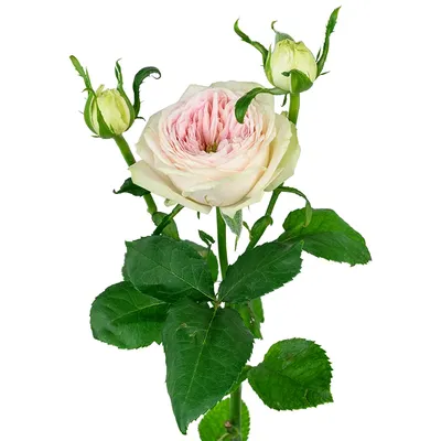 Изображение розы балерины для скачивания в webp