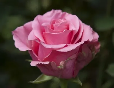 Красивая роза балет - обновите ваш дизайн с этим великолепным изображением