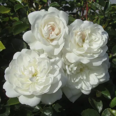 Красивая роза балет доступна в формате jpg, png, webp