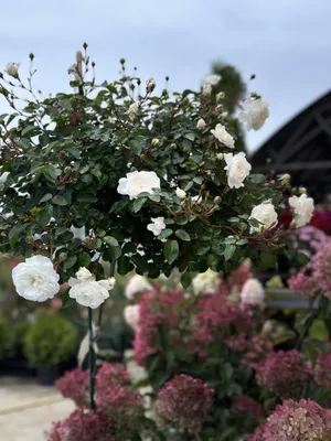 Красивая фотка розы балет - добавьте яркости своему дизайну