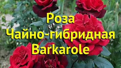 Фото розы баркароле в png формате с выбором формата и размера