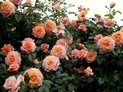 Роза барок фотографии