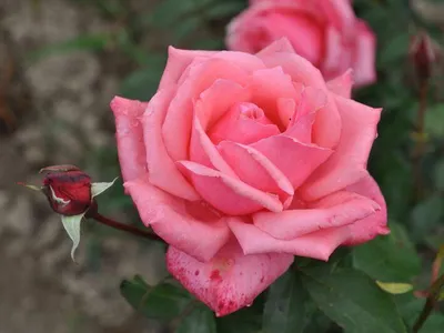 Фото розы Роза бель анж: размер маленький, формат jpg