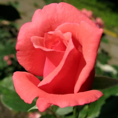 Картинка розы Роза бель анж для использования как фон