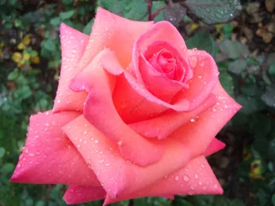 Фото в формате webp розы Роза бель анж