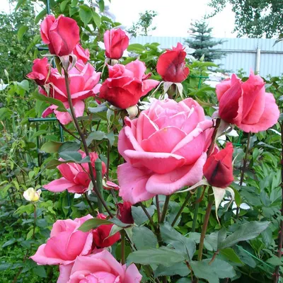 Изображение розы Роза бель анж с высоким разрешением