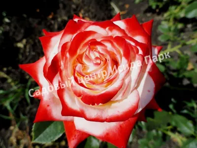 Фото розы Роза бель анж с яркими цветами