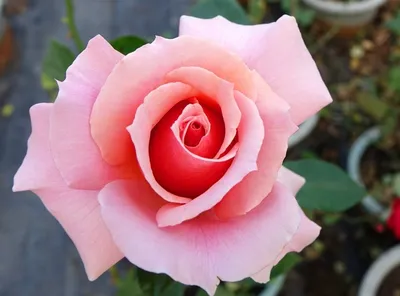 Изображение розы Роза бель анж для создания коллажа