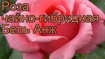 Фотка розы Роза бель анж в формате png с прозрачным фоном