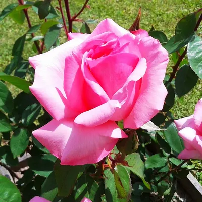 Изображение розы Роза бель анж в формате png